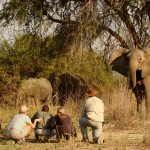 Walking Safari