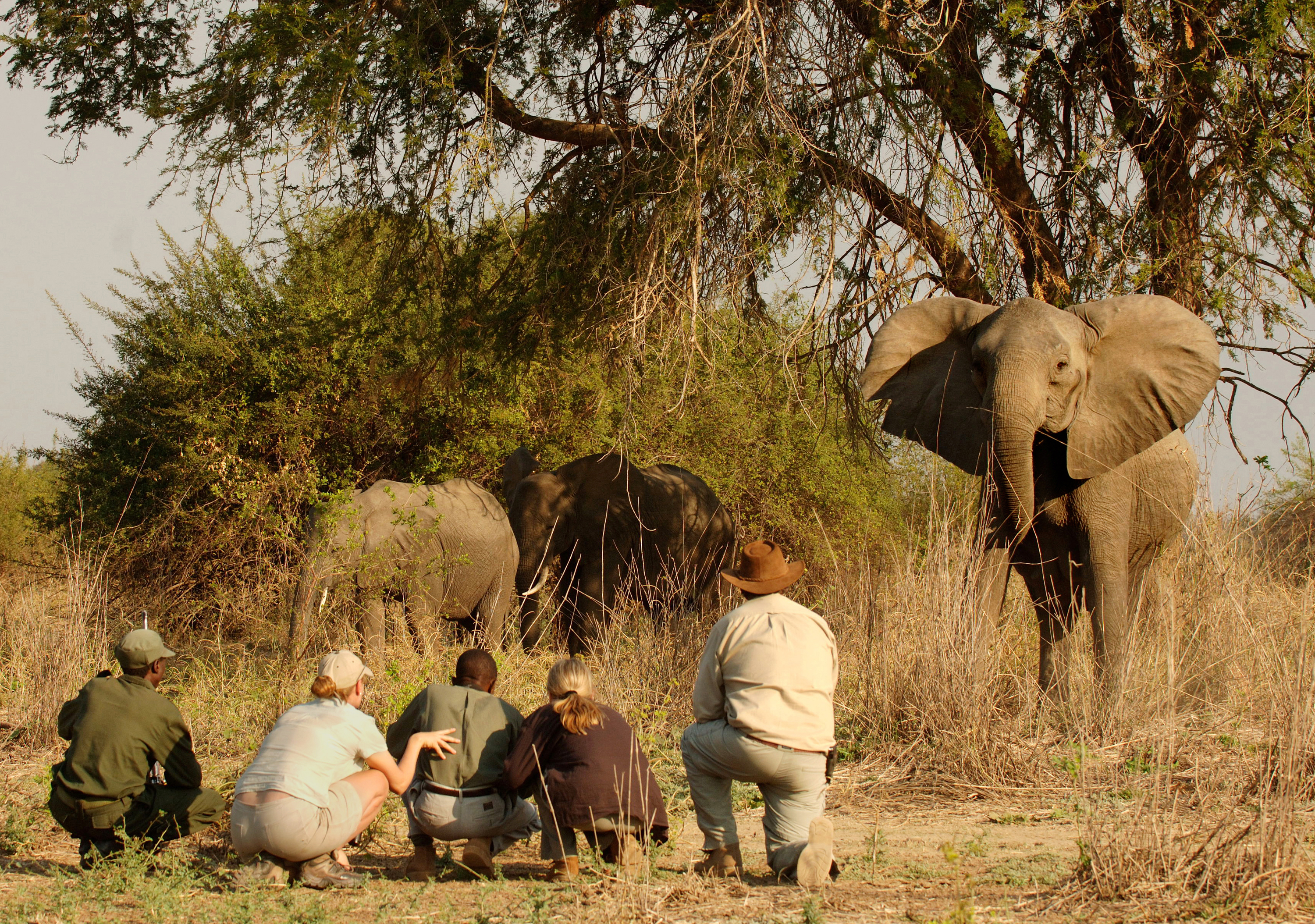 Walking Safari