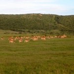 Game reserve